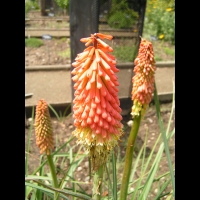 Kniphofia Uvaria (fam. Asphodelacees) (Afrique du Sud) (1)